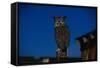 Great Horned Owl-W. Perry Conway-Framed Stretched Canvas