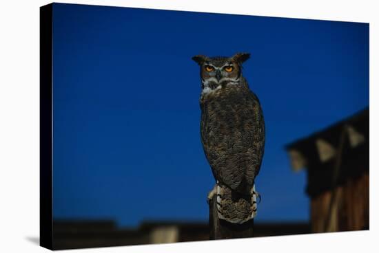 Great Horned Owl-W. Perry Conway-Stretched Canvas