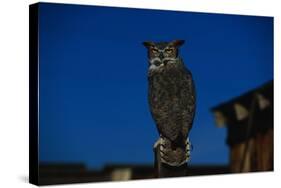 Great Horned Owl-W. Perry Conway-Stretched Canvas