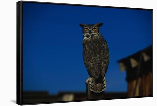 Great Horned Owl-W. Perry Conway-Framed Stretched Canvas