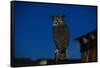 Great Horned Owl-W. Perry Conway-Framed Stretched Canvas