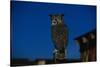 Great Horned Owl-W. Perry Conway-Stretched Canvas