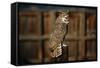 Great Horned Owl-W. Perry Conway-Framed Stretched Canvas