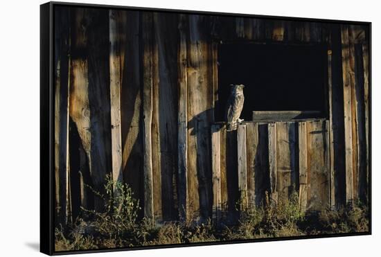 Great Horned Owl-W. Perry Conway-Framed Stretched Canvas