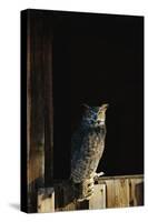 Great Horned Owl-W^ Perry Conway-Stretched Canvas