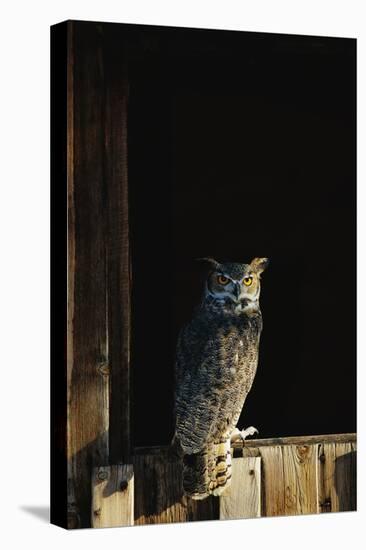 Great Horned Owl-W^ Perry Conway-Stretched Canvas