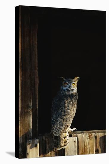 Great Horned Owl-W^ Perry Conway-Stretched Canvas