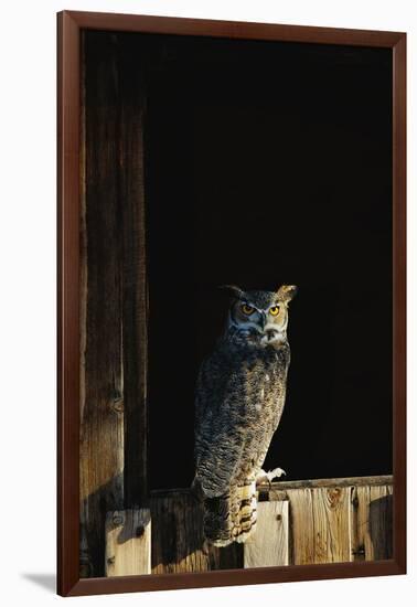 Great Horned Owl-W^ Perry Conway-Framed Premium Photographic Print