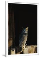 Great Horned Owl-W^ Perry Conway-Framed Premium Photographic Print