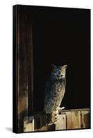 Great Horned Owl-W^ Perry Conway-Framed Stretched Canvas
