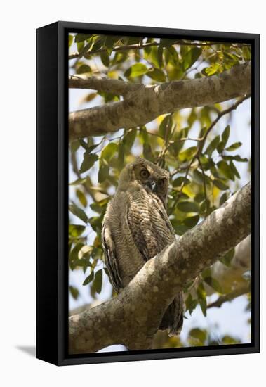 Great Horned Owl-Joe McDonald-Framed Stretched Canvas