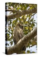 Great Horned Owl-Joe McDonald-Stretched Canvas