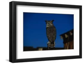 Great Horned Owl-W. Perry Conway-Framed Premium Photographic Print