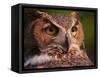 Great Horned Owl-Adam Jones-Framed Stretched Canvas