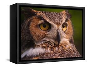 Great Horned Owl-Adam Jones-Framed Stretched Canvas