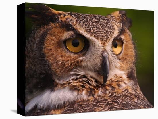 Great Horned Owl-Adam Jones-Stretched Canvas