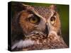 Great Horned Owl-Adam Jones-Stretched Canvas
