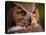 Great Horned Owl-Adam Jones-Stretched Canvas