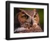 Great Horned Owl-Adam Jones-Framed Photographic Print