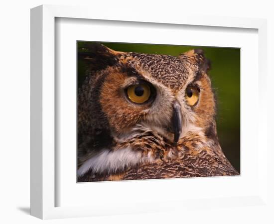 Great Horned Owl-Adam Jones-Framed Photographic Print