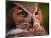 Great Horned Owl-Adam Jones-Mounted Photographic Print