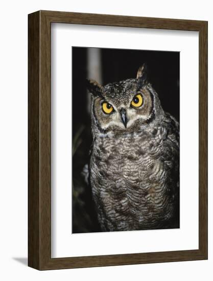 Great Horned Owl-Andres Morya Hinojosa-Framed Photographic Print