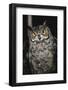 Great Horned Owl-Andres Morya Hinojosa-Framed Photographic Print