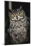 Great Horned Owl-Andres Morya Hinojosa-Mounted Photographic Print