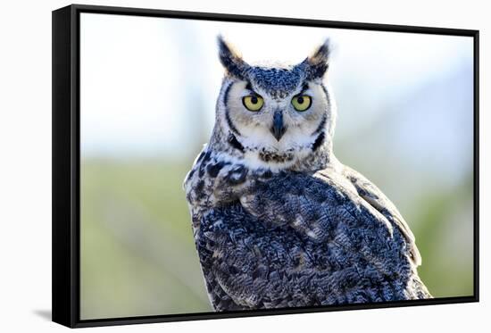 Great Horned Owl-Don Fink-Framed Stretched Canvas