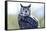 Great Horned Owl-Don Fink-Framed Stretched Canvas