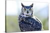 Great Horned Owl-Don Fink-Stretched Canvas