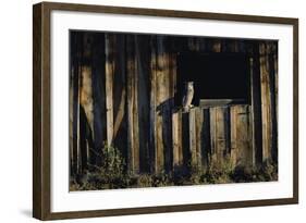 Great Horned Owl-W. Perry Conway-Framed Photographic Print