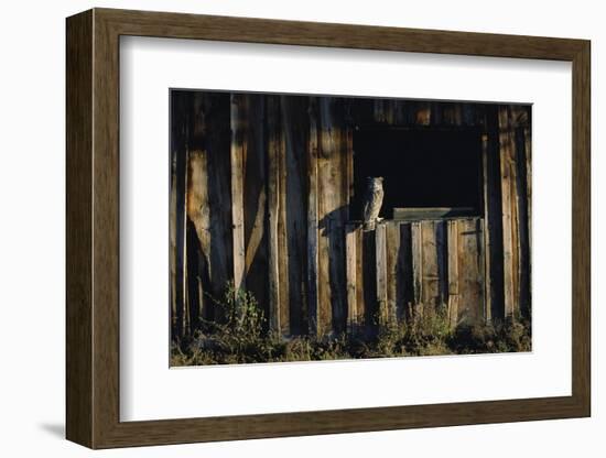 Great Horned Owl-W. Perry Conway-Framed Photographic Print