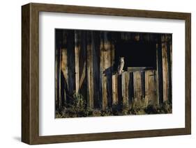 Great Horned Owl-W. Perry Conway-Framed Photographic Print