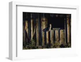 Great Horned Owl-W. Perry Conway-Framed Photographic Print