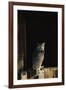 Great Horned Owl-W^ Perry Conway-Framed Photographic Print