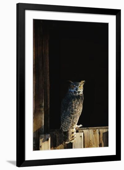Great Horned Owl-W^ Perry Conway-Framed Photographic Print