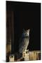 Great Horned Owl-W^ Perry Conway-Mounted Photographic Print