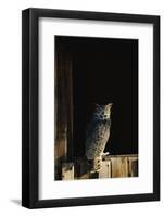 Great Horned Owl-W^ Perry Conway-Framed Photographic Print