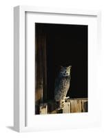 Great Horned Owl-W^ Perry Conway-Framed Photographic Print