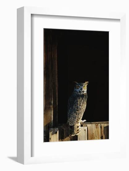 Great Horned Owl-W^ Perry Conway-Framed Photographic Print