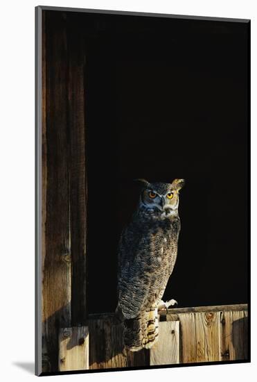 Great Horned Owl-W^ Perry Conway-Mounted Photographic Print