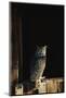 Great Horned Owl-W^ Perry Conway-Mounted Photographic Print