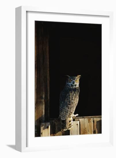 Great Horned Owl-W^ Perry Conway-Framed Photographic Print