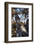 Great Horned Owl-W. Perry Conway-Framed Photographic Print