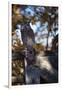 Great Horned Owl-W. Perry Conway-Framed Photographic Print