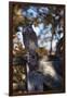 Great Horned Owl-W. Perry Conway-Framed Photographic Print