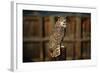 Great Horned Owl-W. Perry Conway-Framed Photographic Print