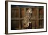 Great Horned Owl-W. Perry Conway-Framed Photographic Print