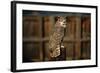 Great Horned Owl-W. Perry Conway-Framed Photographic Print